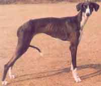 caravan hound